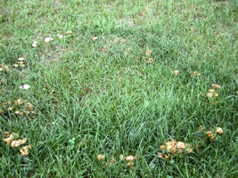 Marasmius oreades, often grow in a fairy ring in grass.
